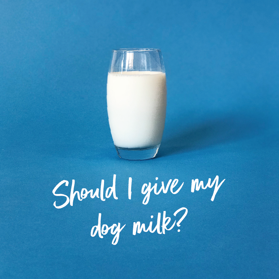 should dogs be given milk