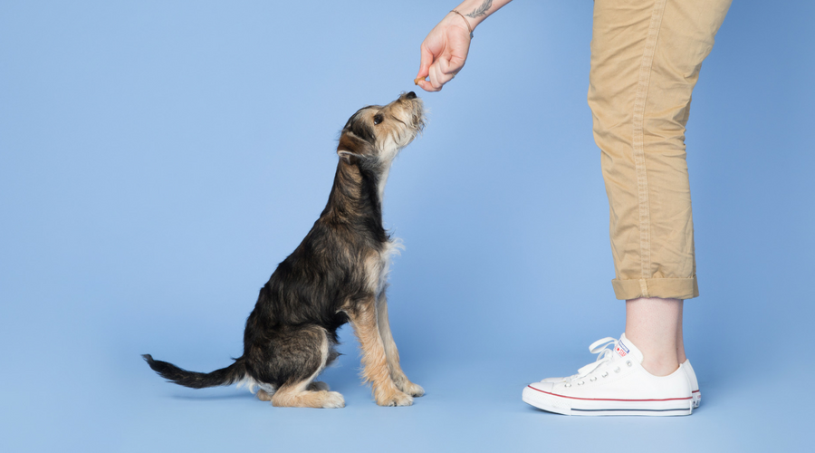 dog training to sit 