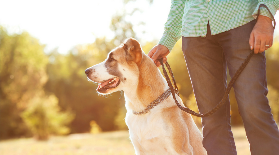 dog behaviour training