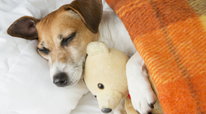 dog safety 101