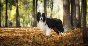 Border Collie standing in woodland area looking at camera