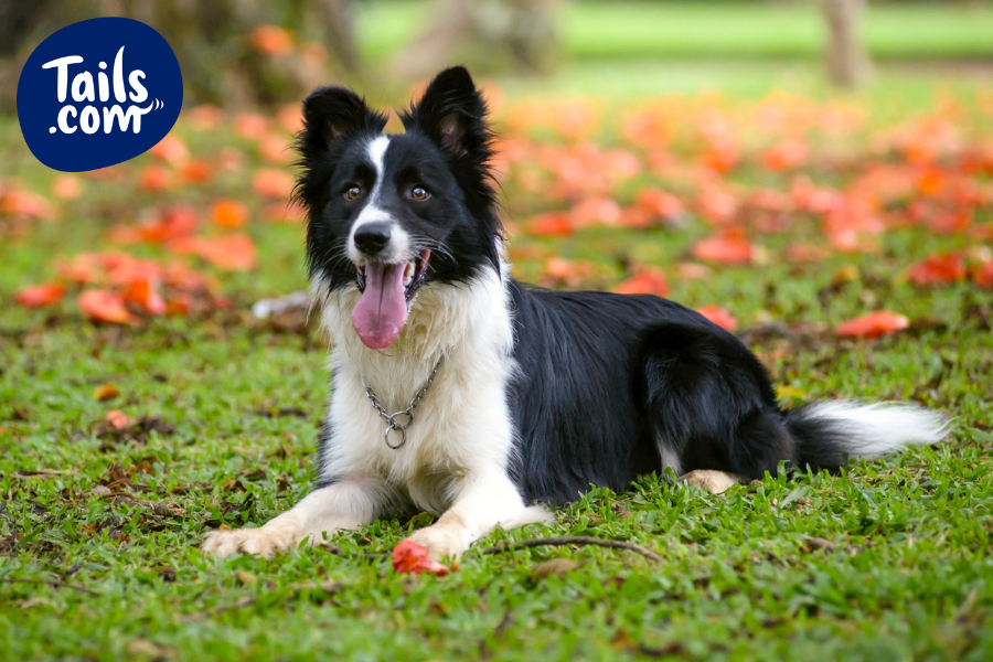 medium black and white dog breeds