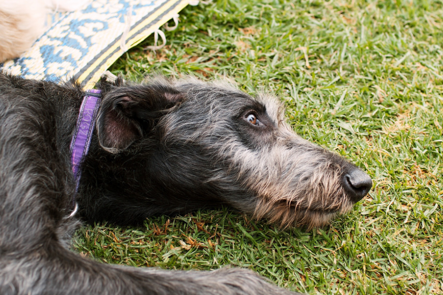 are scottish deerhound the most intelligent dogs