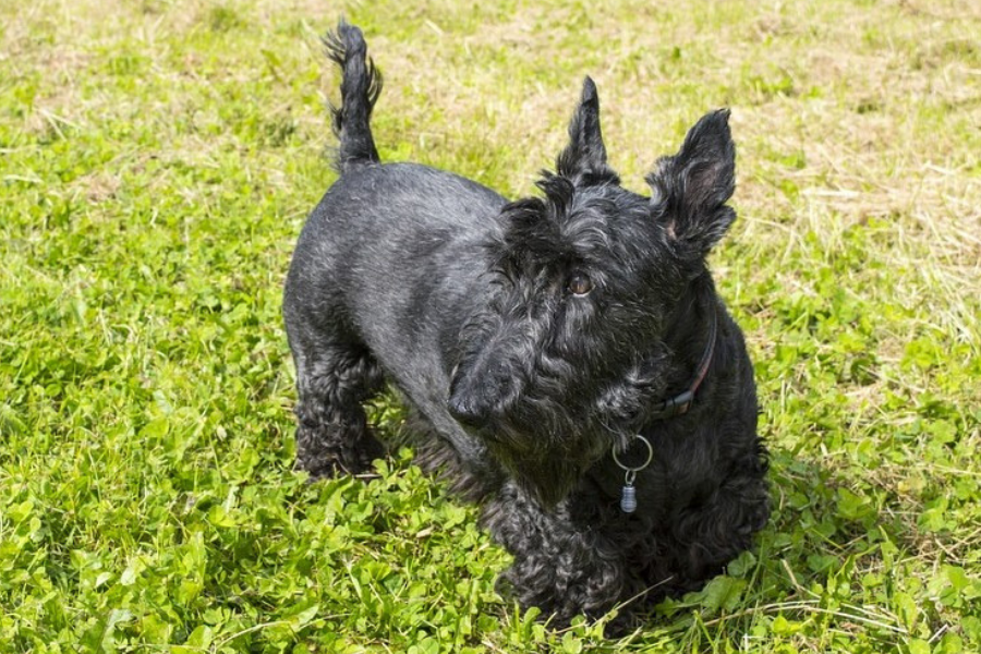 scottish dog breeds