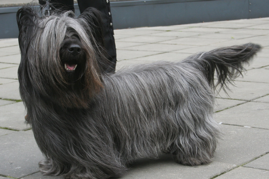 scottish dog breeds