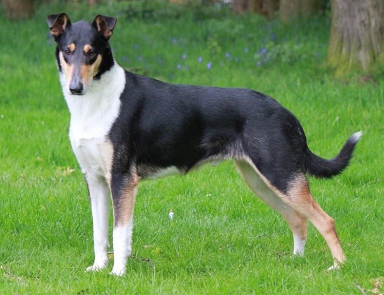 Introducing the top 15 Scottish dog breeds