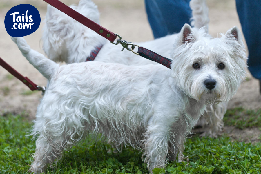 small white dog with pointy ears