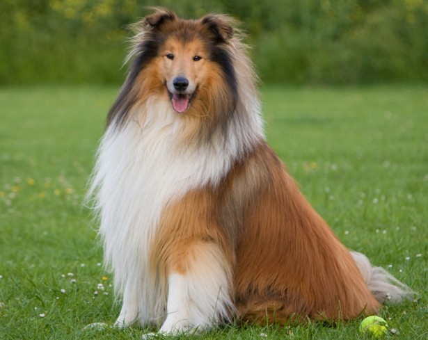 scottish dog breeds