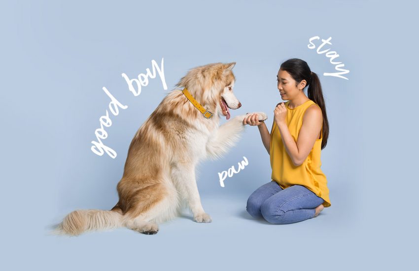 basic puppy training