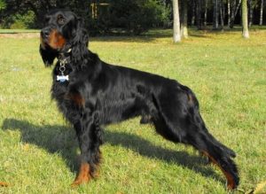 Introducing the top 15 Scottish dog breeds - tails.com