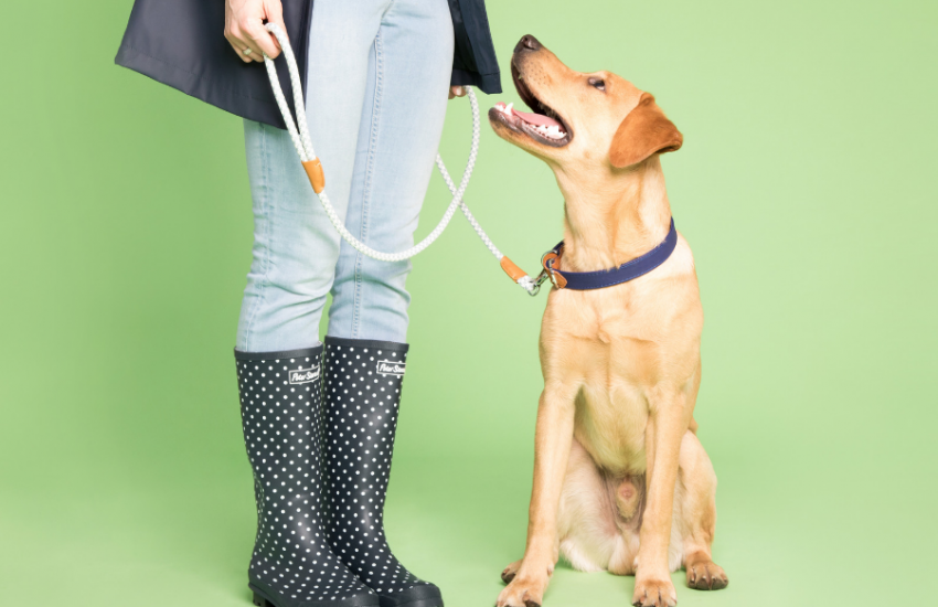 laisse chien