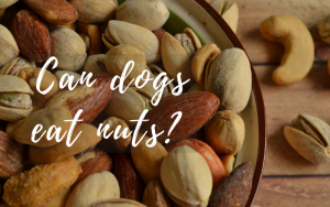 Can dogs eat nuts almonds hotsell