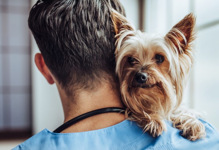 Why vaccinate your dog? - tails.com