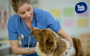 diabetes in dogs