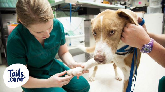 vet visits