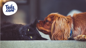 how to introduce a dog into a cat house