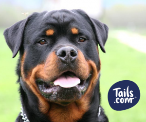 Type of dog-Rottweiler