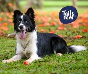 Type of dog-Pastoral-collie