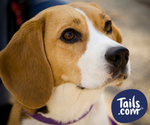 Type of dog-Hound-beagle