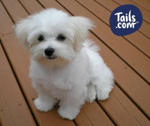 Type of dog-Toy dog-Maltese