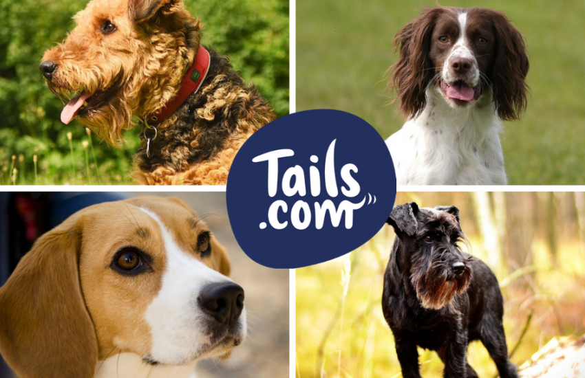 utility dog Archives The Inside Scoop