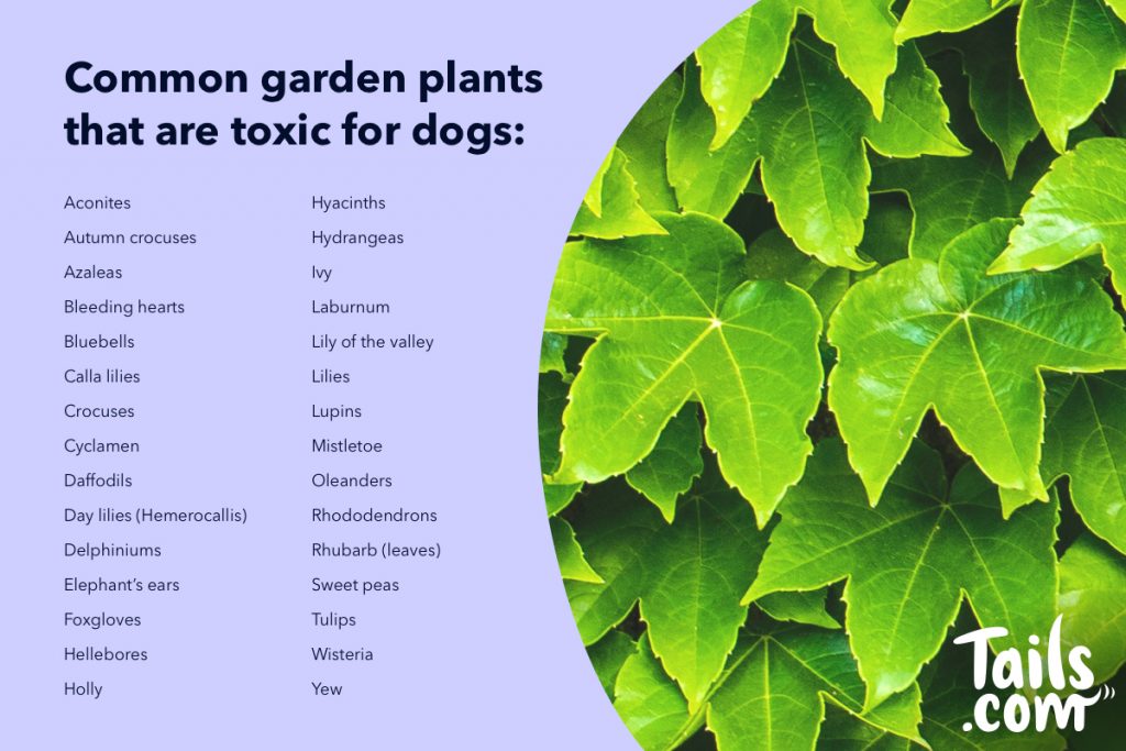 Plants And Dogs The Good Bad, Outdoor Plants Poisonous To Dogs