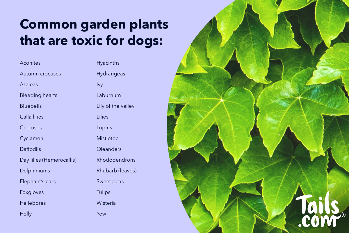 List of poisonous 2024 plants for dogs