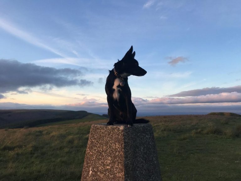Griff's walks of South Wales discover the best dog friendly spots
