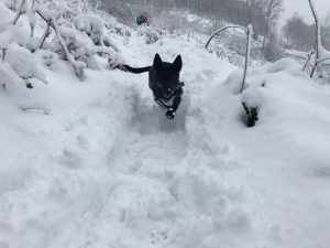 Griff in Cwmbarn Forest Drive, Cwmcarn