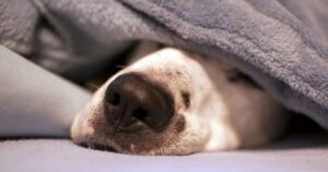 Dog sleeping under blanket with nose poking out