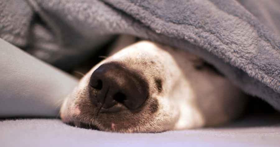 Dog sleeping under blanket with nose poking out