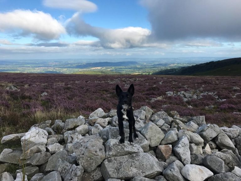 Griff's walks of South Wales discover the best dog friendly spots