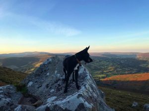 Griff in Sugar Loaf, Abergavenny