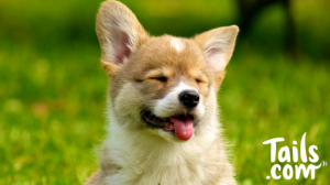Corgi that is sneezing
