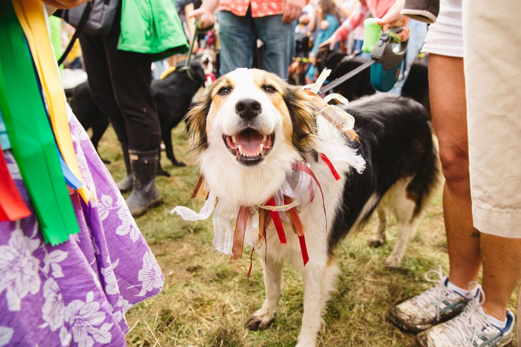 7 DogFriendly UK Festivals You Need To Visit This Year