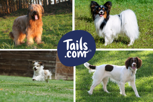 French dog breeds