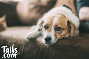 dog mental issues