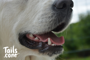 Dog teeth