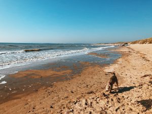 Bear at the beach