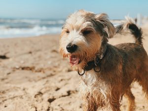 Bear at the beach