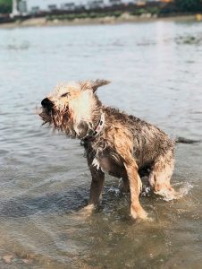 Bear swimming