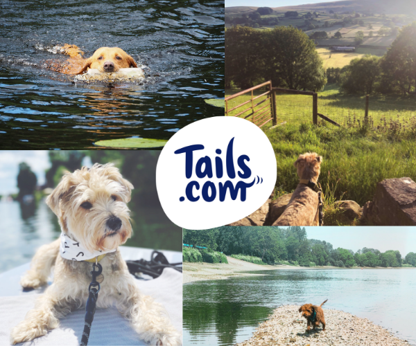 Things to do with your dog during the summer