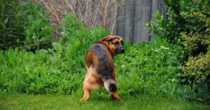 German Shepherd squatting over grass
