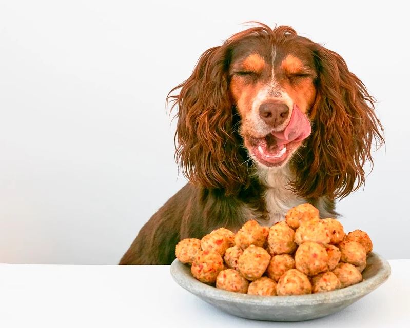 Cocker Spaniel licking lips with bowl of Cleo's chicken and apple balls in front