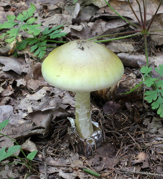 can dogs eat mushrooms in the yard