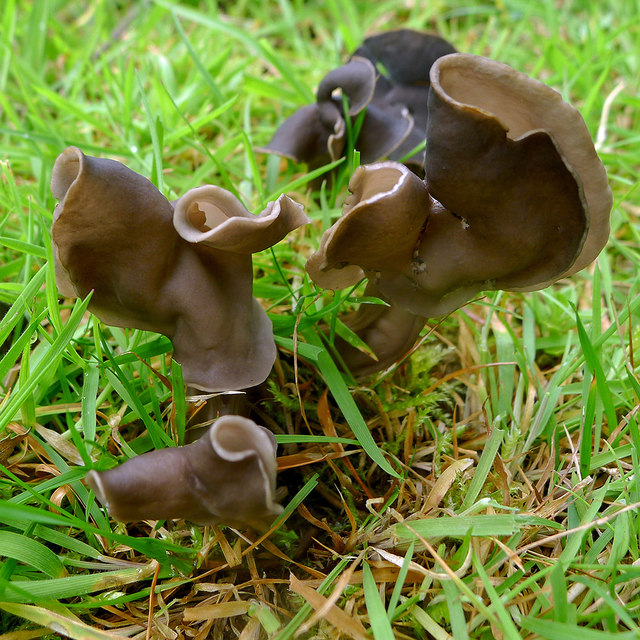 Wild Mushrooms Which Ones Are Dangerous For Dogs