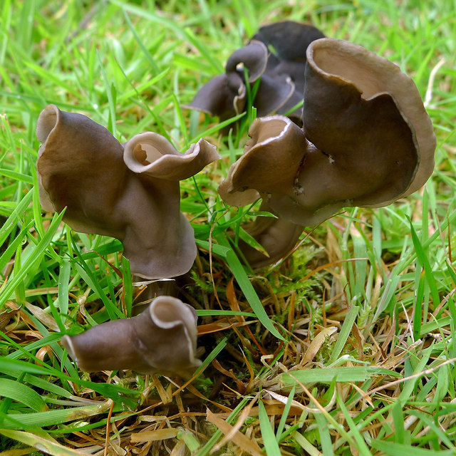 Are edible mushrooms bad for outlet dogs