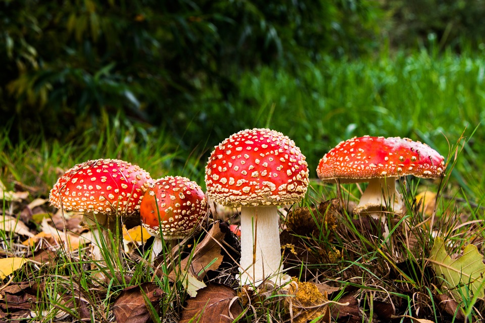 red mushrooms poisonous to dogs