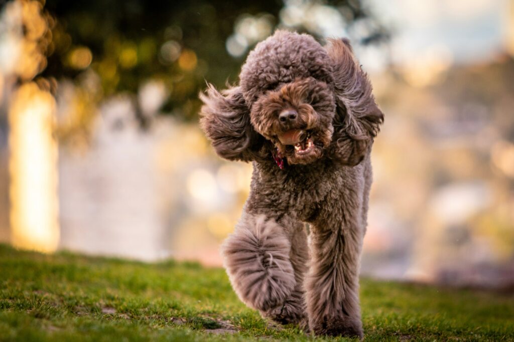 toy poodle brown full grown