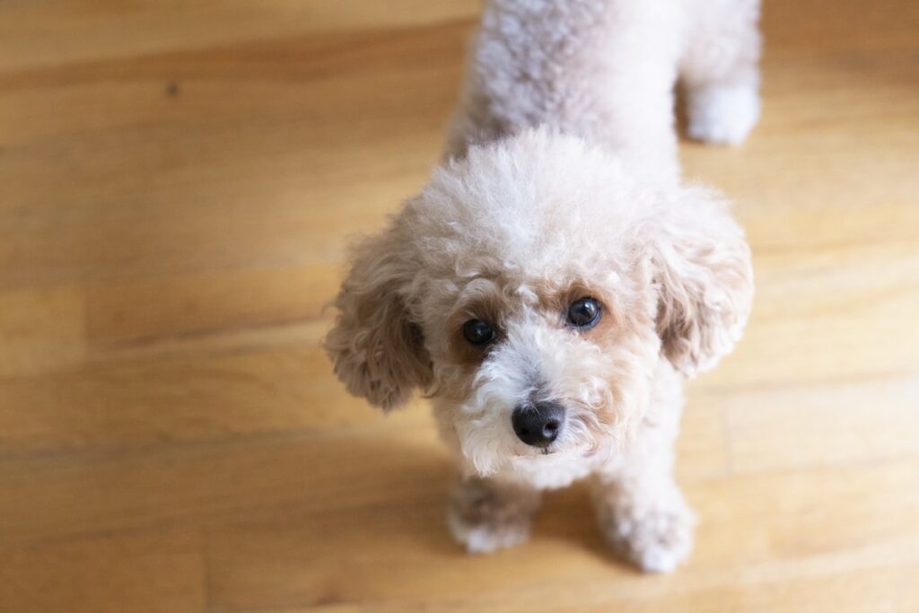 Brown toy poodle